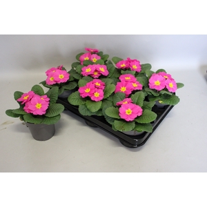 Primula acaulis Rose