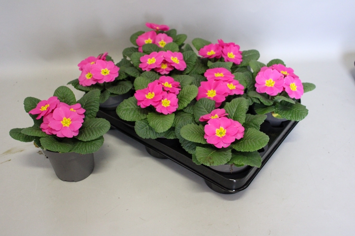 <h4>Primula acaulis Rose</h4>