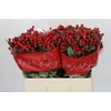 Hypericum True Romance