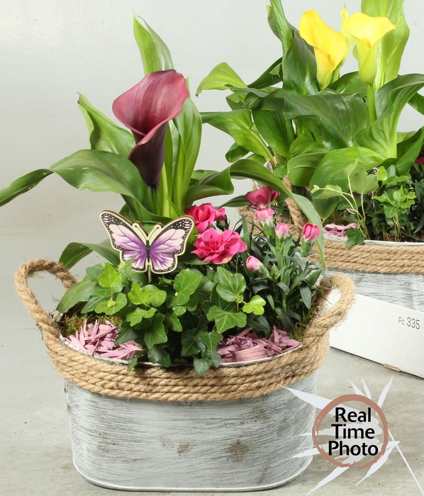 <h4>ARR TUINPLANTEN</h4>