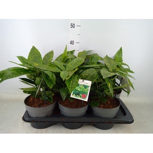 Aucuba japonica 'Variegata'