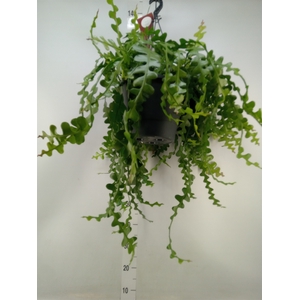 Epiphyllum anguliger