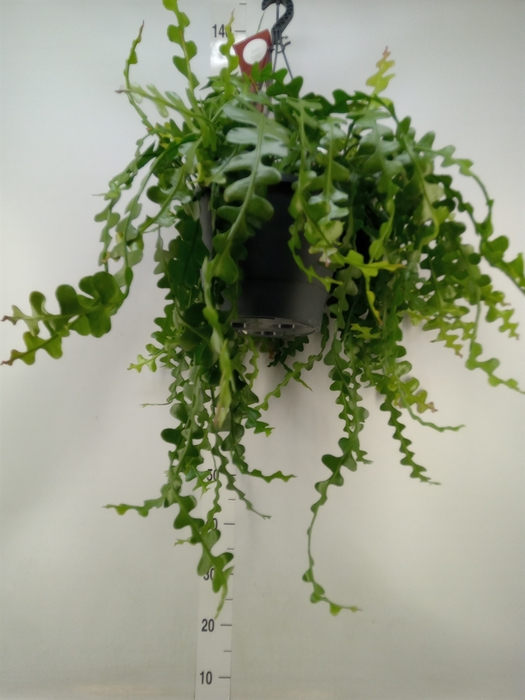 <h4>Epiphyllum anguliger</h4>
