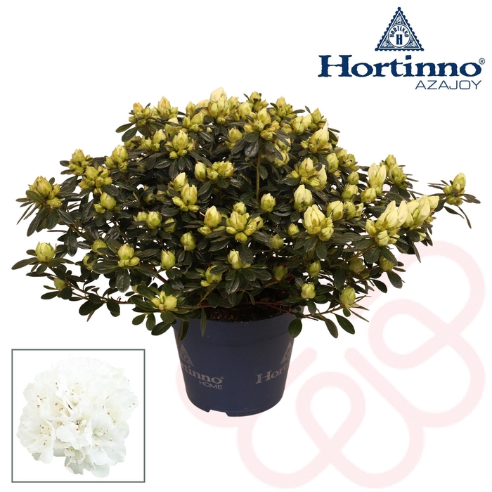 <h4>Rhododendron (Evergreen Azalea Grp)</h4>