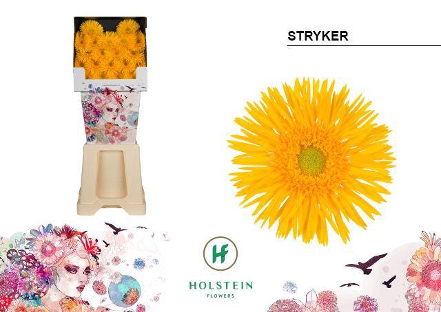 <h4>Ge Mi Stryker</h4>