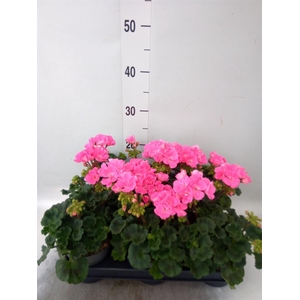 Pelargonium zona.   ...F1