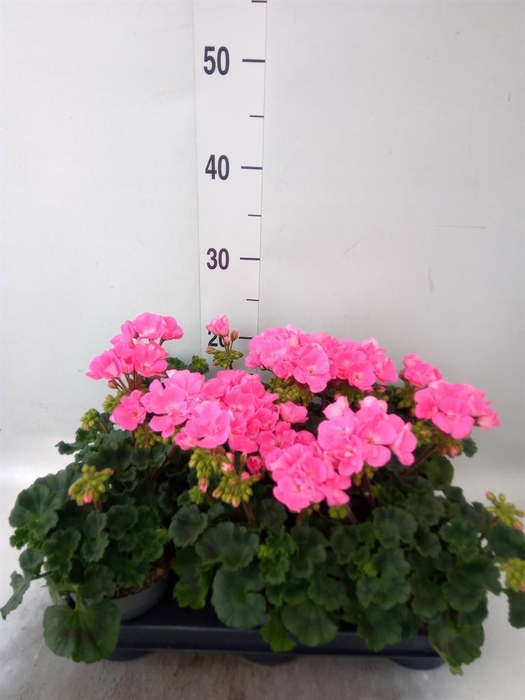 <h4>Pelargonium zona.   ...F1</h4>