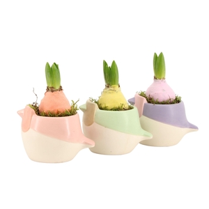 11650: Outdoor spring arrangement