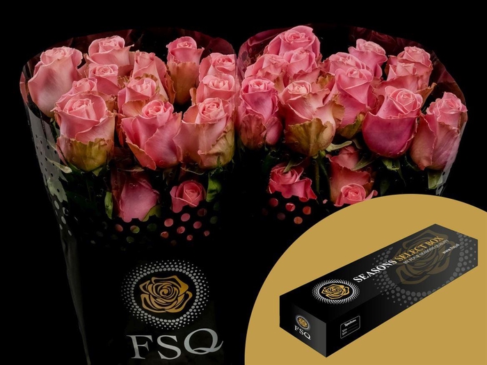 <h4>R GR Hermosa Box</h4>