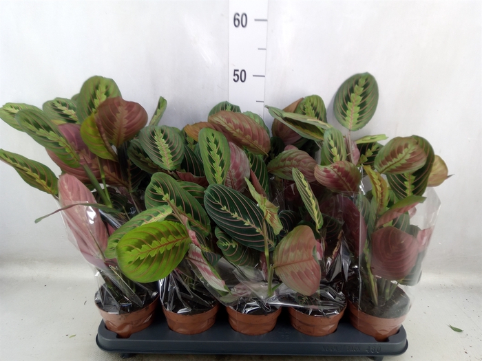 <h4>Maranta leuc. 'Fascinator'</h4>