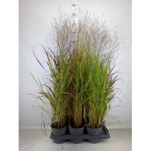 Panicum virgatum