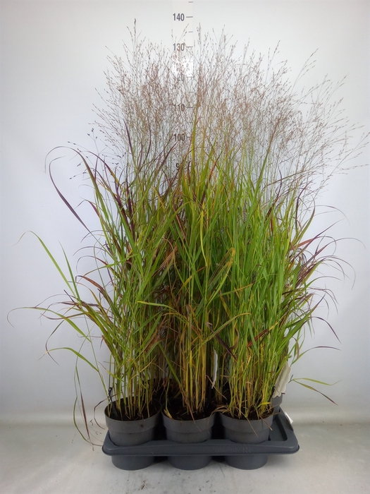 <h4>Panicum virgatum</h4>