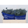 Eryngium Blue Dynamite