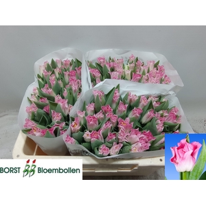 TU CO CROWN  DYNASTY