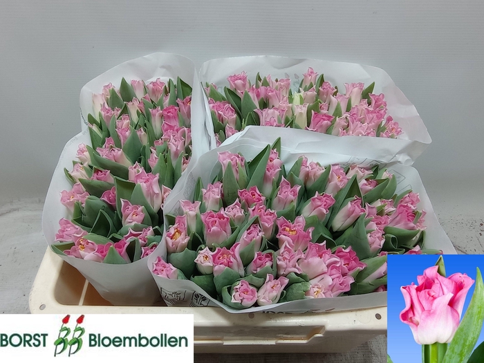 <h4>TU CO CROWN  DYNASTY</h4>