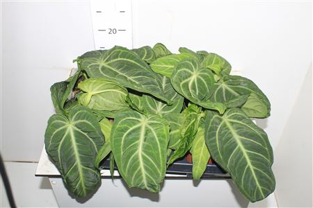 <h4>Anthu Villenaorum</h4>
