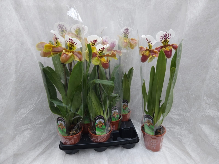 <h4>PAPH AMERIKA HYB GEM</h4>