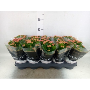 Kalanchoe blos. 'RosDon Victorio'