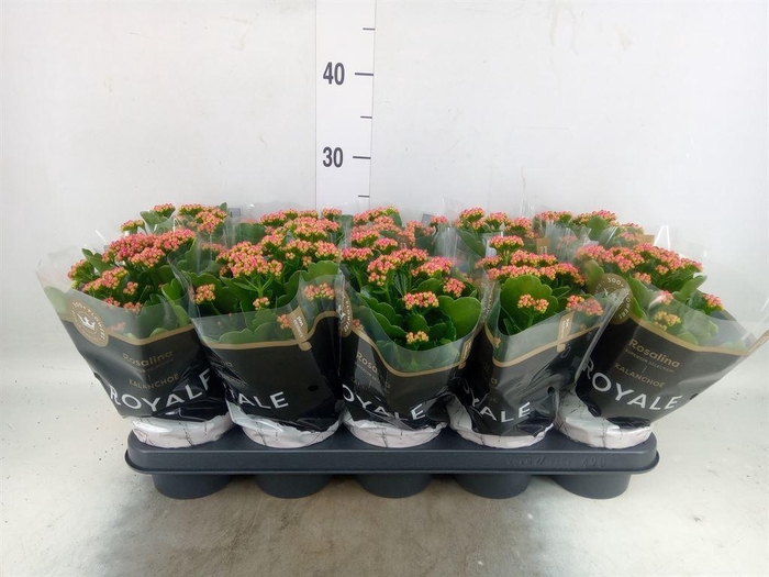<h4>Kalanchoe blos. 'RosDon Victorio'</h4>