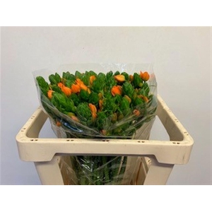 Ornit Db Orange Fire