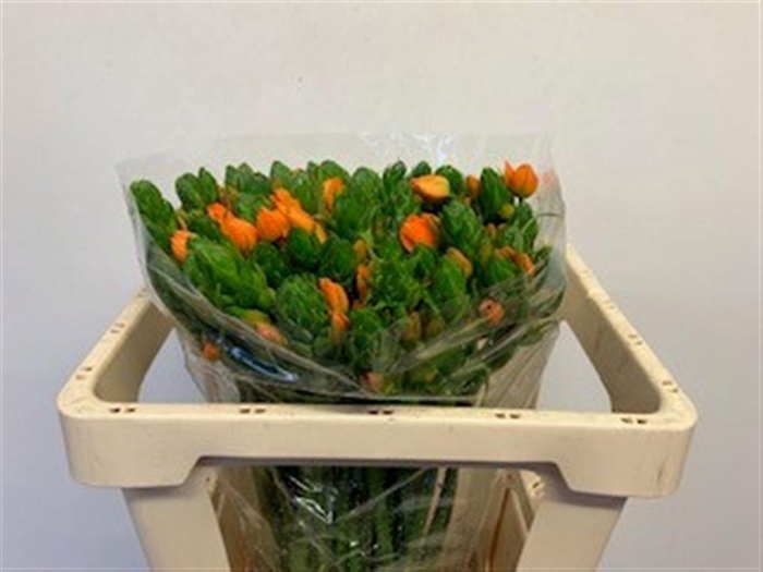 <h4>ORNIT DB ORANGE FIRE</h4>