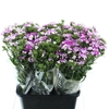 Di Barb Amazon Lavander