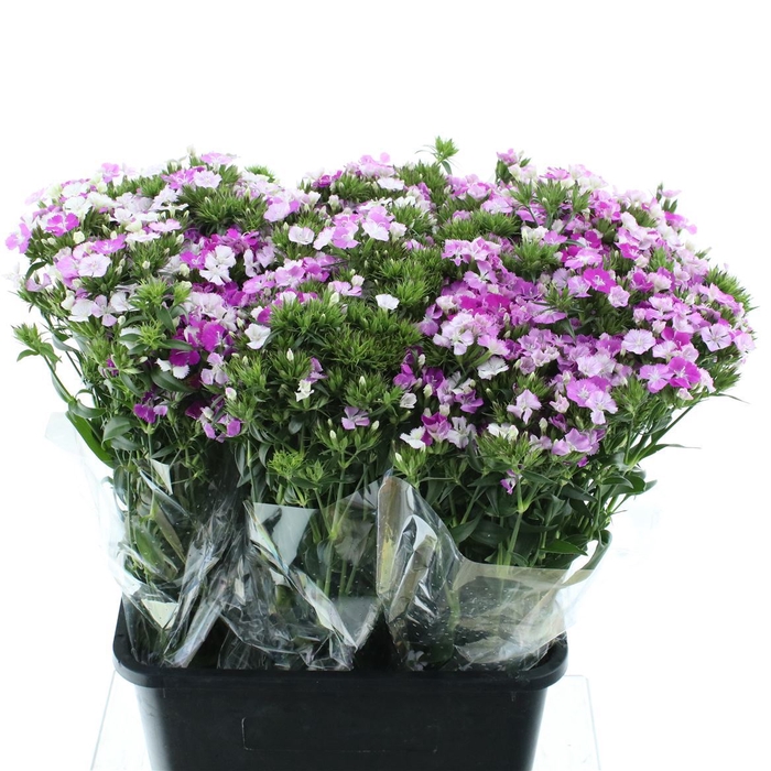 <h4>Di Barb Amazon Lavander</h4>