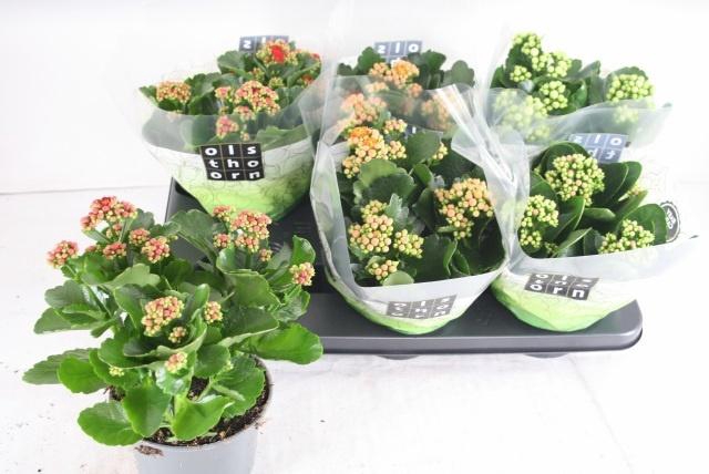 <h4>KAL GE GEM 4 KL</h4>