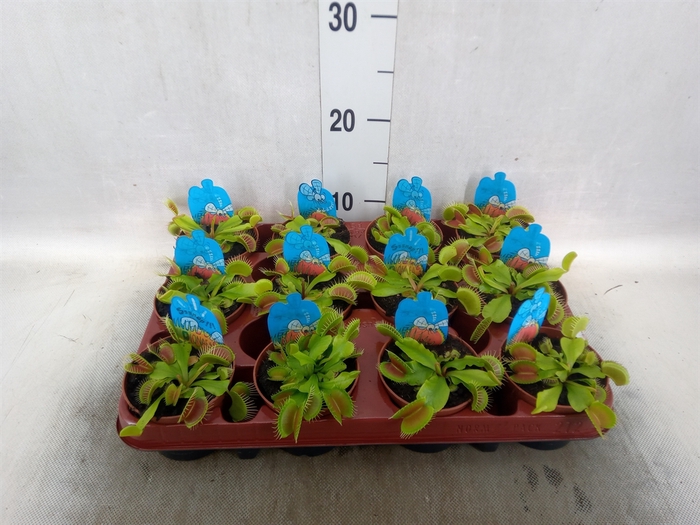 <h4>Dionaea muscipula</h4>