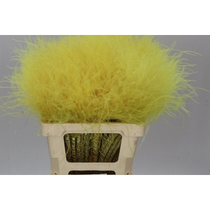 Stypha Yellow