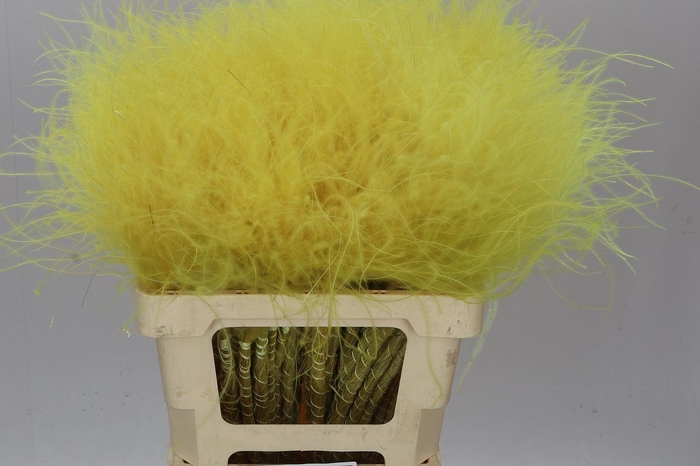 Stypha Yellow