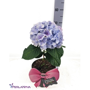 Hydrangea mac. 'Fusion'