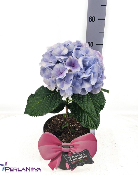 <h4>Hydrangea mac. 'Fusion'</h4>