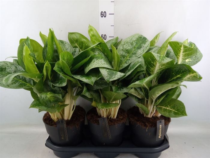 <h4>Aglaonema  'Lemon Mint'</h4>