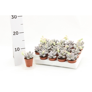 PACHYPHYTUM OVIFERUM