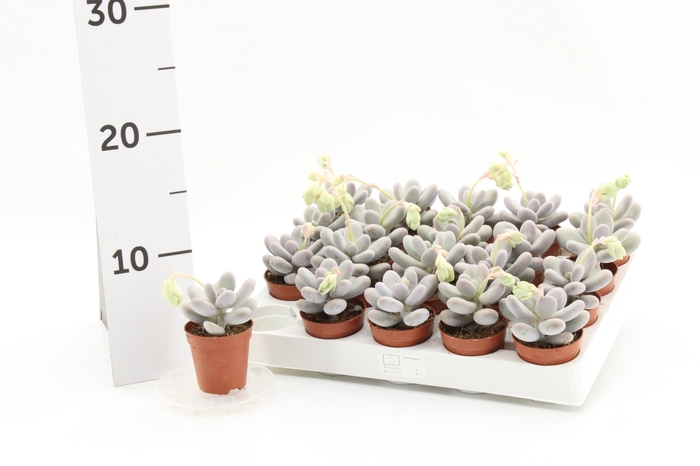 <h4>PACHYPHYTUM OVIFERUM</h4>