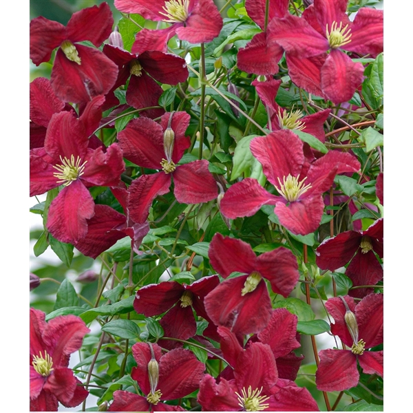 <h4>Clematis vit. 'Vitiwester'® +light label</h4>
