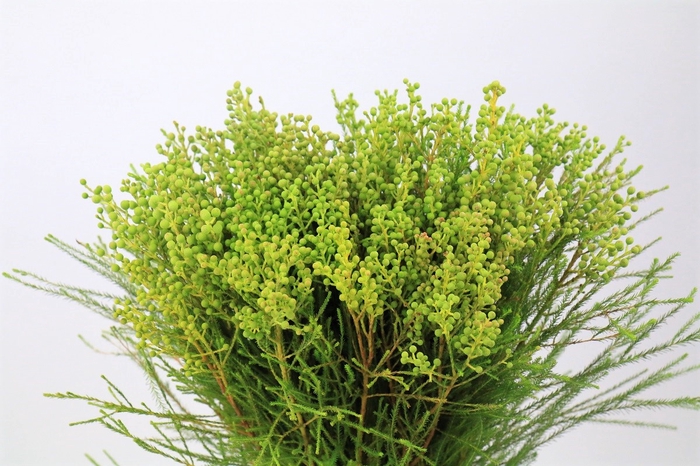 <h4>Kaaps Groen Lanuginosa</h4>