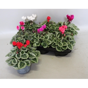 Cyclamen Super Serie Silverblad Mix