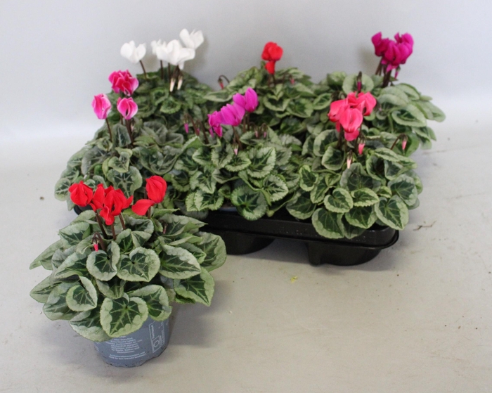 <h4>Cyclamen Super Serie Silverblad Mix</h4>