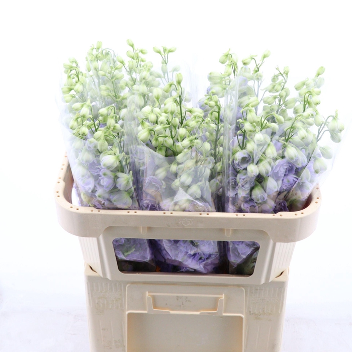 <h4>DELPHINIUM DU 'DEV LAVENDER LOVE'</h4>
