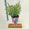 Buddleja Butterfly Candy Little Rub