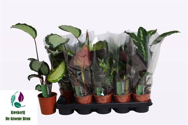 <h4>CALAT GEM 3 SRT</h4>