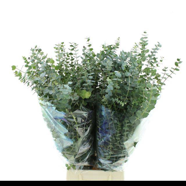 <h4>EUC BABY BLUE P BS</h4>