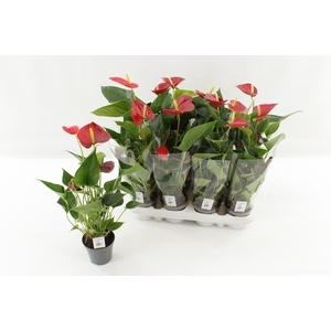 ANTHU AN SUCCESS RED