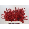 Ilex Rood