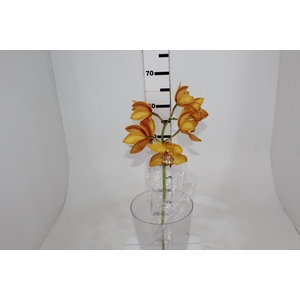 CYMBIDIUM HT 5/9 FLS AMARELO
