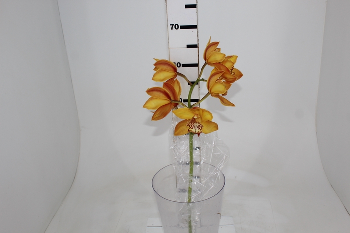 <h4>CYMBIDIUM HT 5/9 FLS AMARELO</h4>