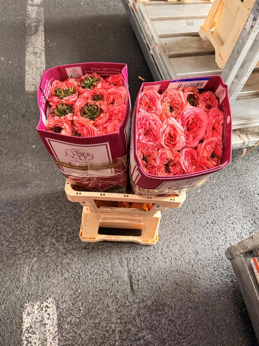 <h4>R GR MANDARIN XPRESS</h4>