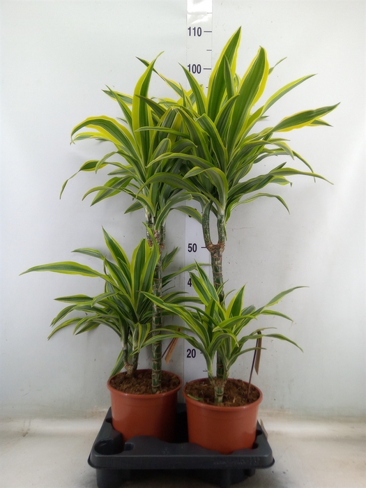 <h4>Dracaena fr de 'LemonLime'</h4>